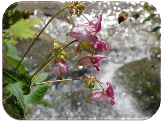Bachblüten